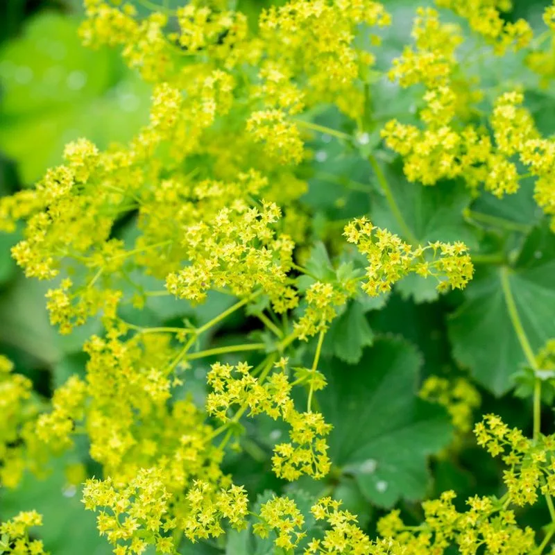 Lady's Mantle