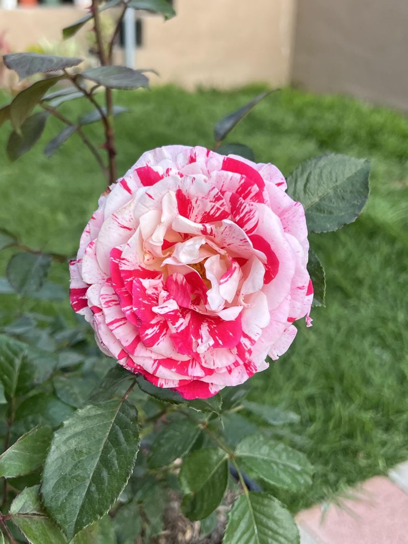Rosa Mundi