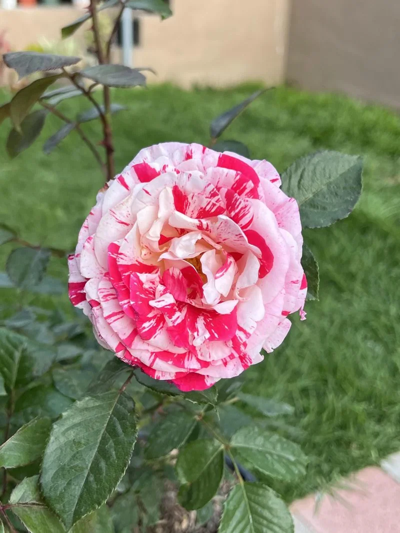 Rosa Mundi