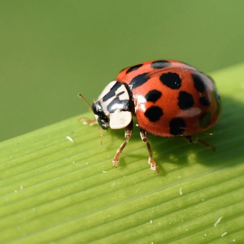 Ladybugs