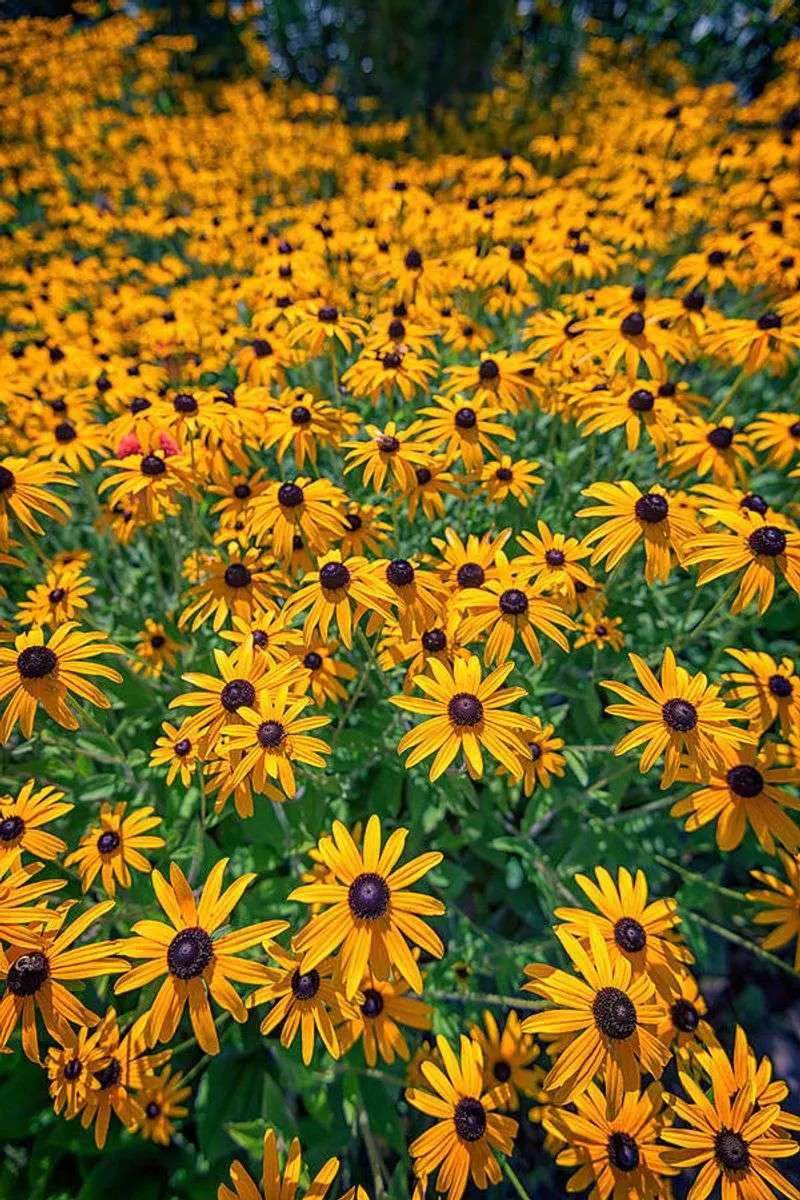Black-Eyed Susan