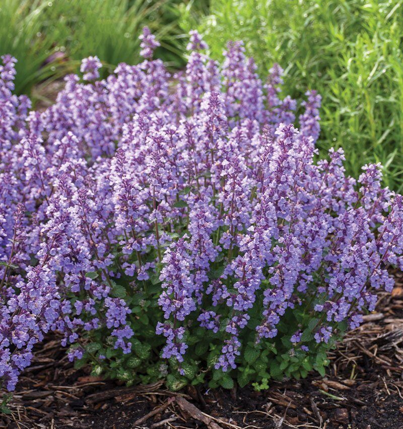 Catmint
