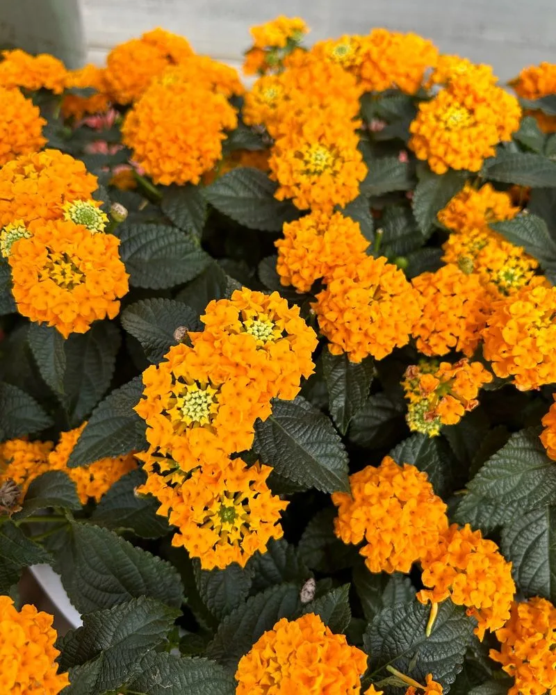 Lantana 'New Gold'