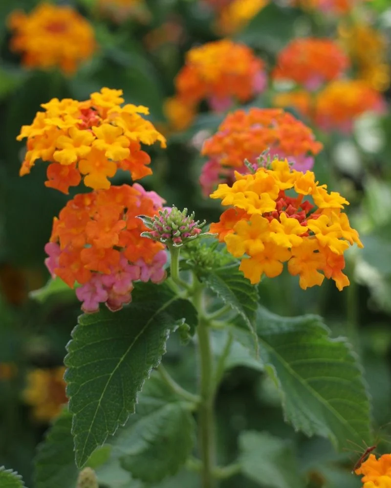 Lantana 'Miss Huff'
