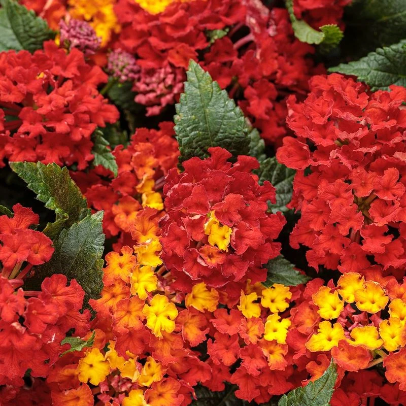 Lantana 'Bandana Red'