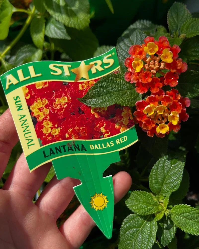 Lantana 'Dallas Red'