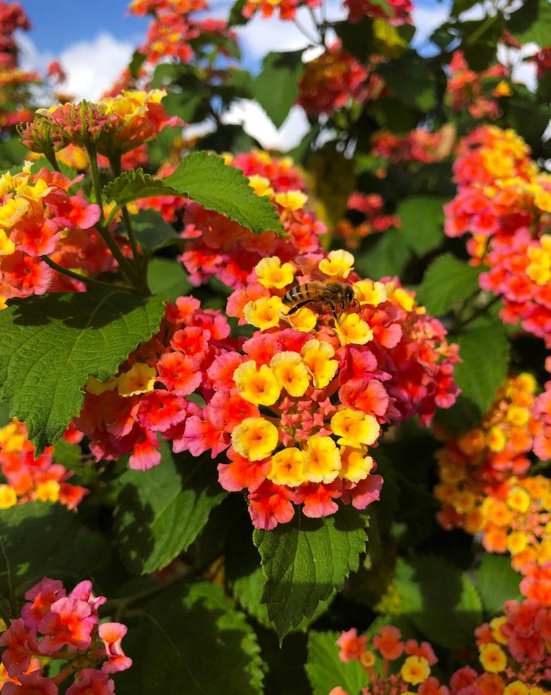 Lantana 'Confetti'