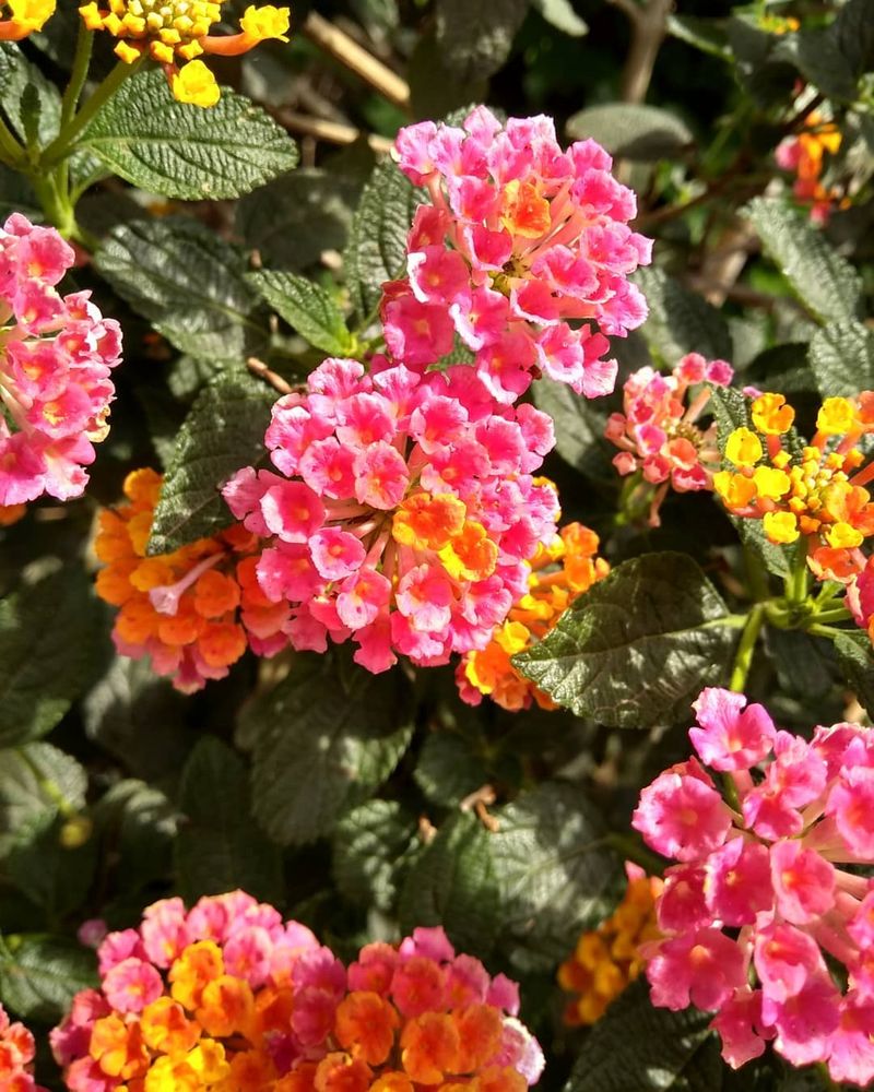 Lantana 'Irene'