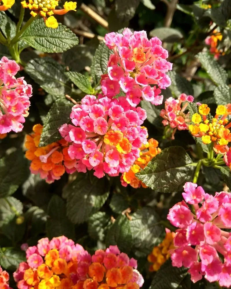 Lantana 'Irene'