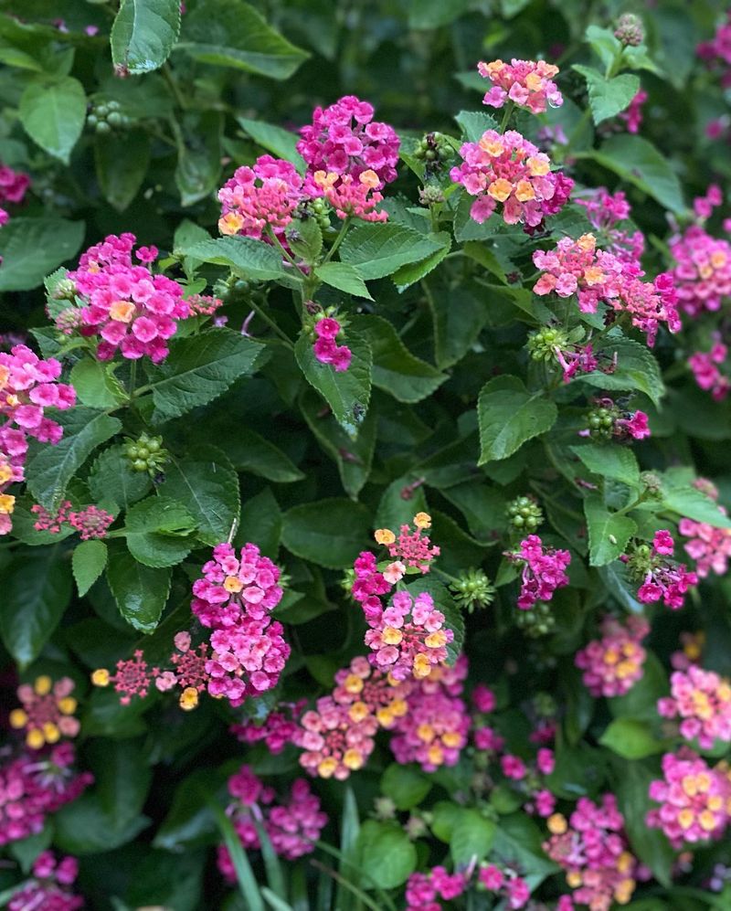 Lantana 'Patriot Rainbow'