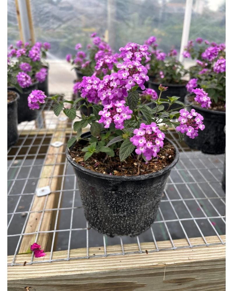 Lantana 'Trailing Lavender'