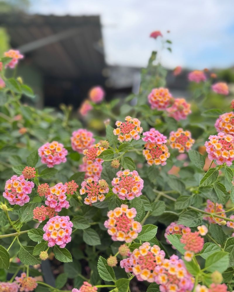 Lantana 'Landmark Peach Sunrise'