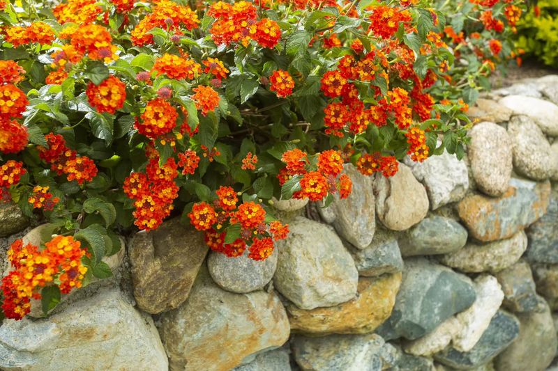 Lantana 'Radiation'