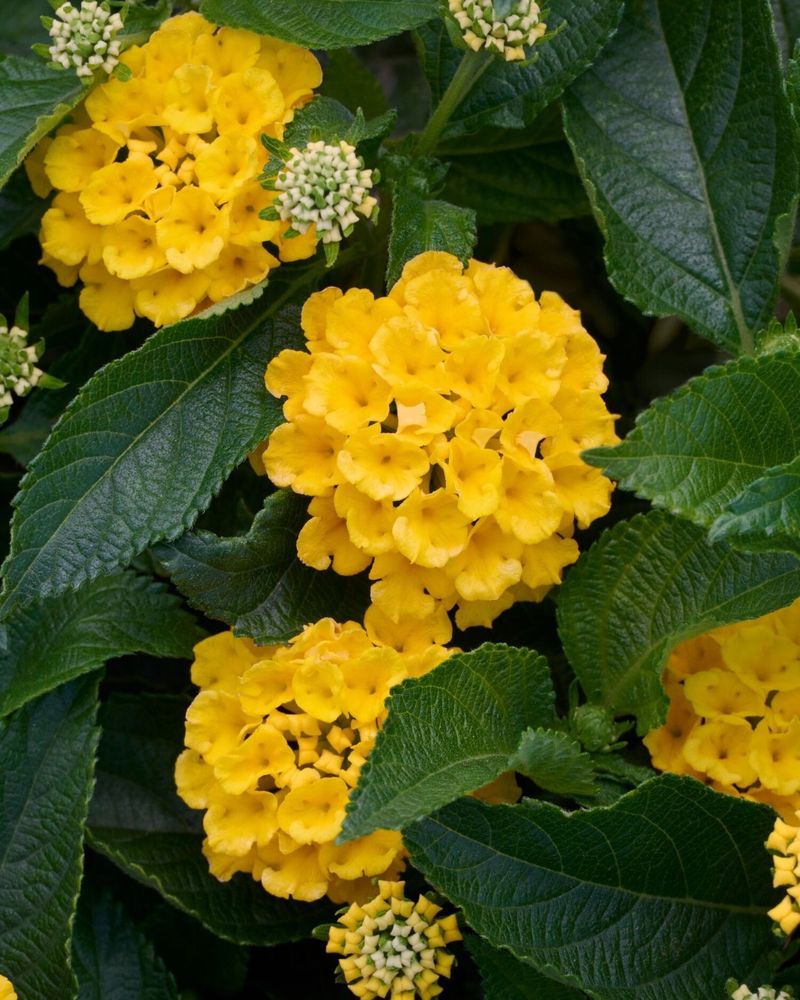 Lantana 'Chapel Hill Yellow'
