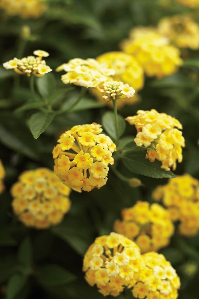 Lantana 'Luscious Lemonade'