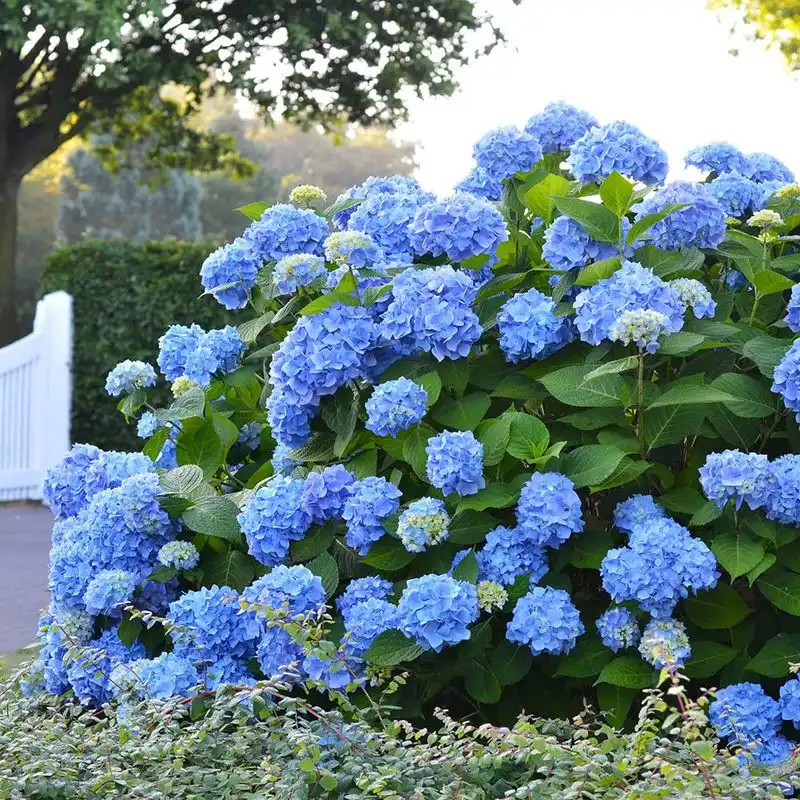 Hydrangea