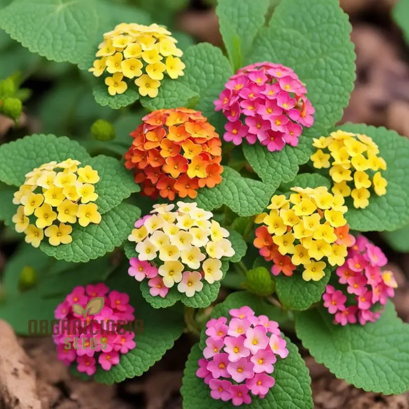 Lantana