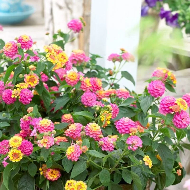 Lantana