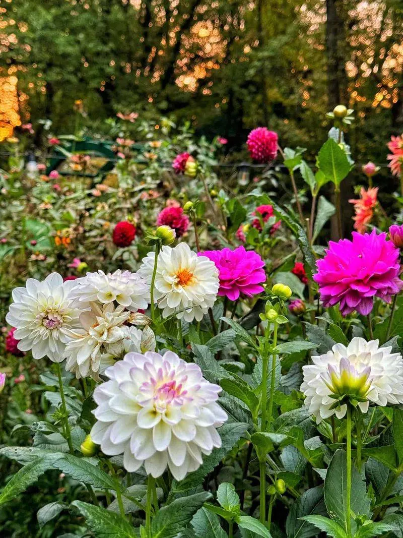 Dahlia