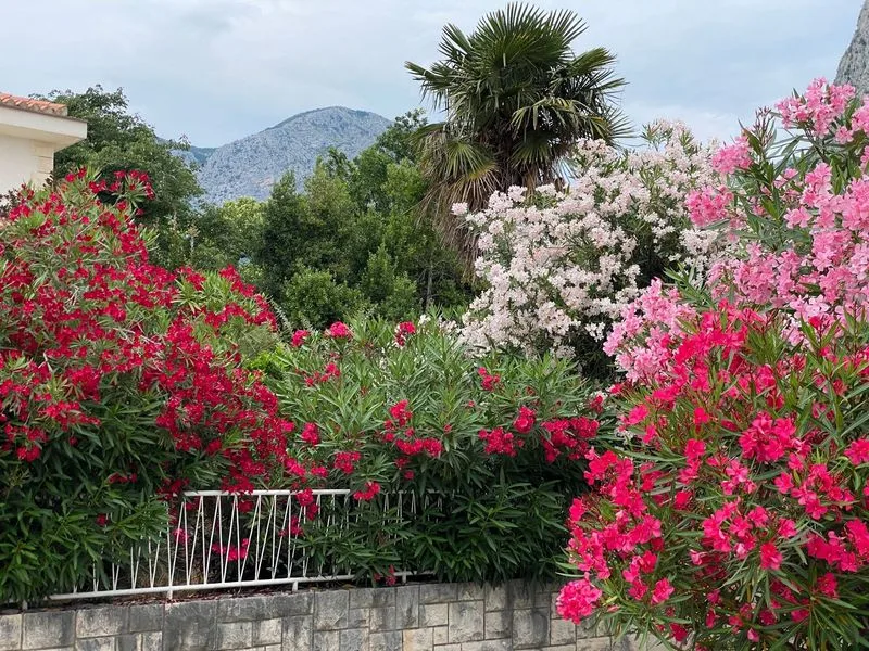 Oleander (Nerium oleander)