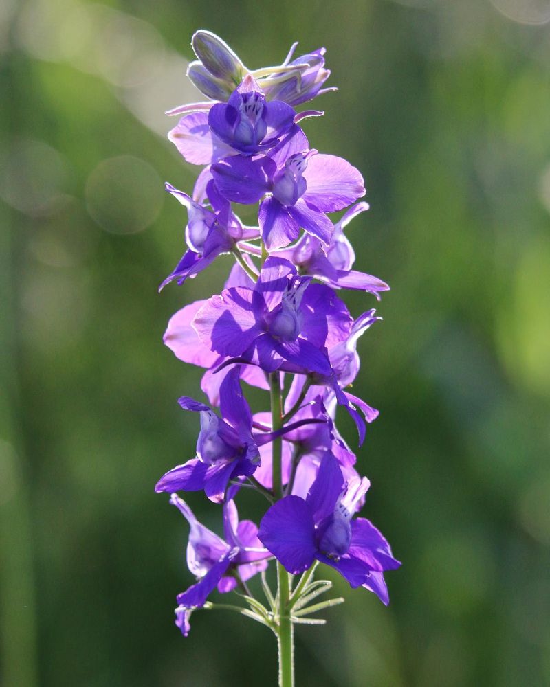 Larkspur