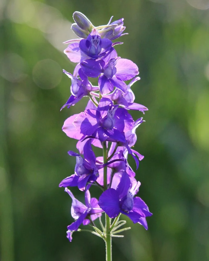 Larkspur