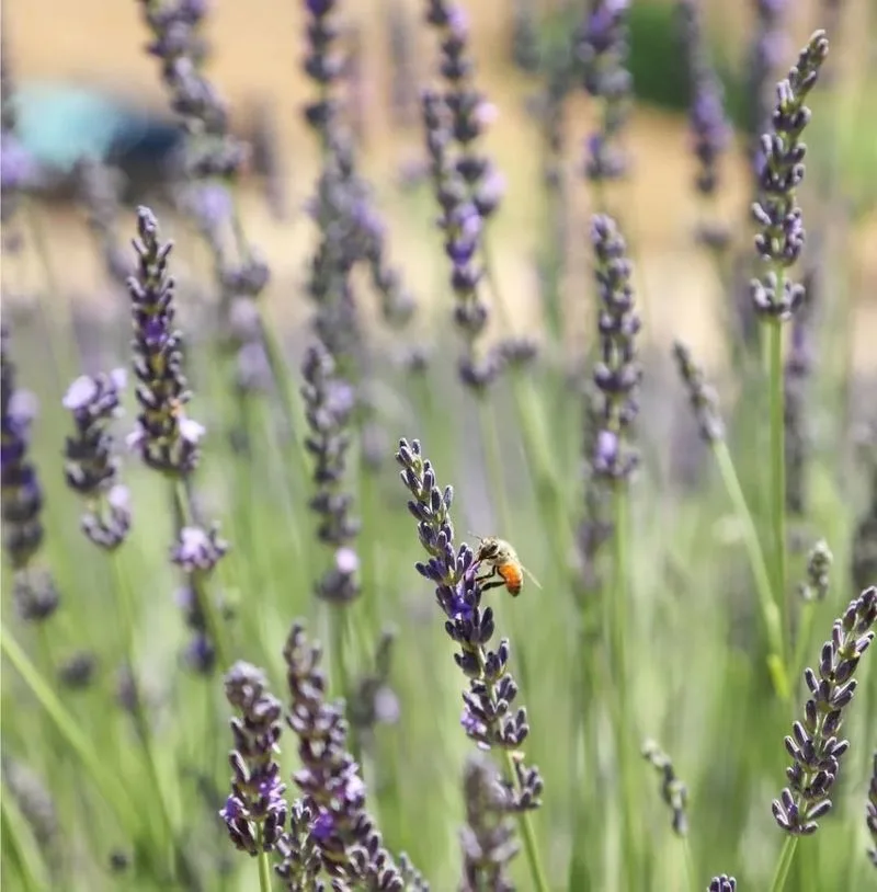 Lavender