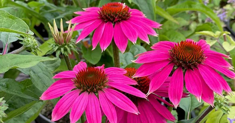Echinacea