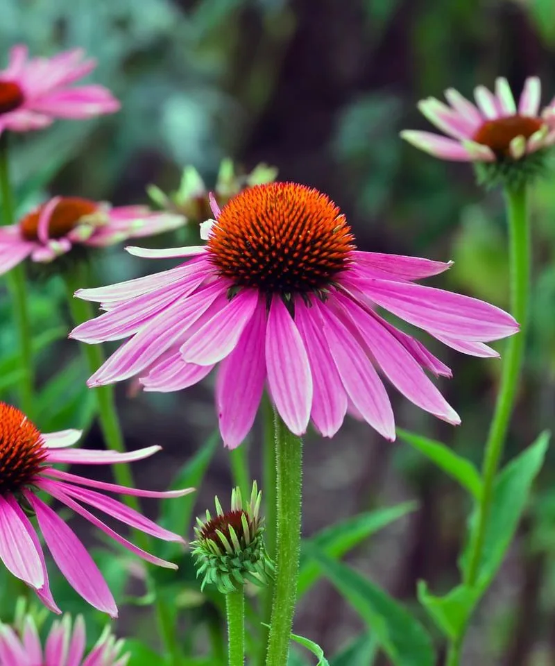 Echinacea