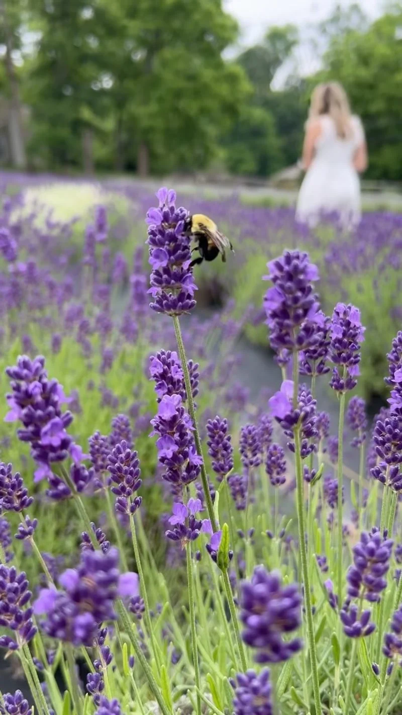 Lavender