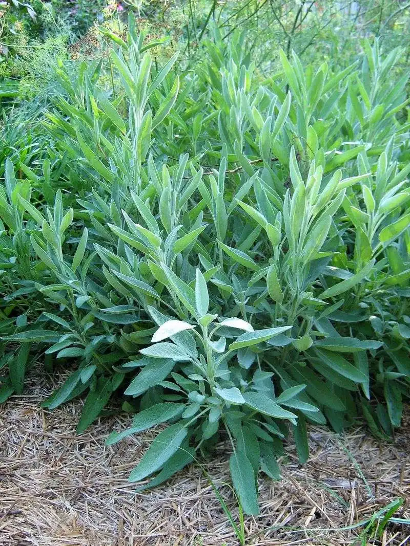 Sage