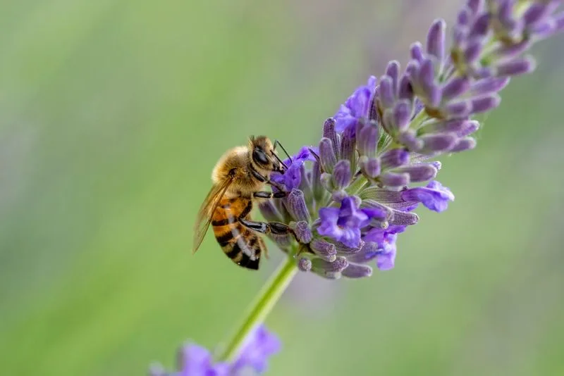 Lavender