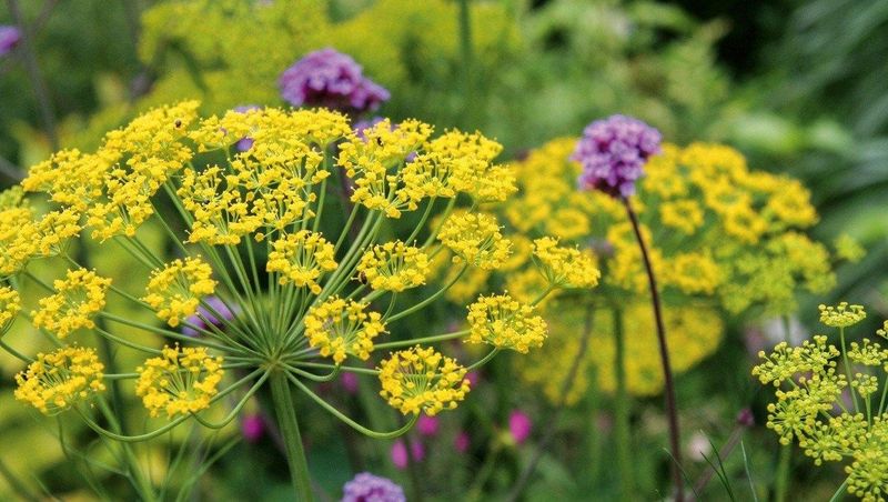Fennel