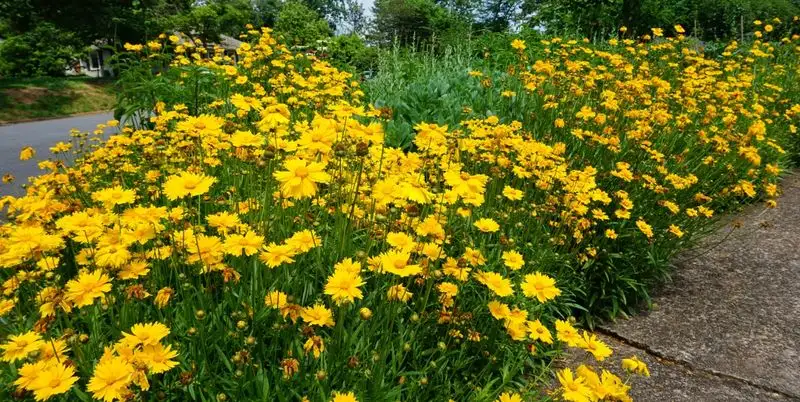 Coreopsis