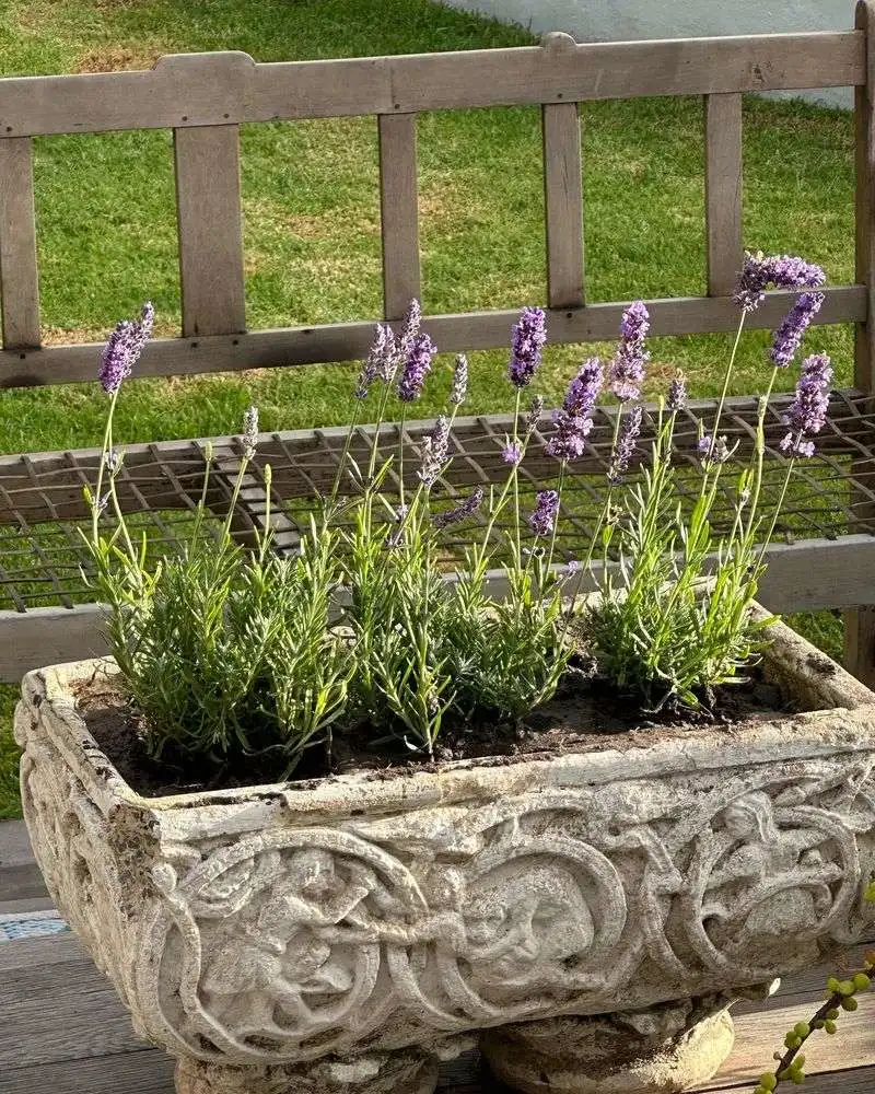 Lavender