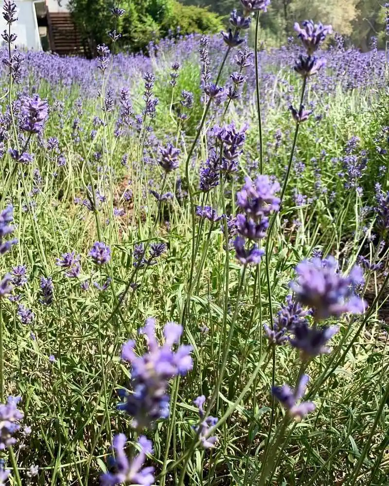 Lavender