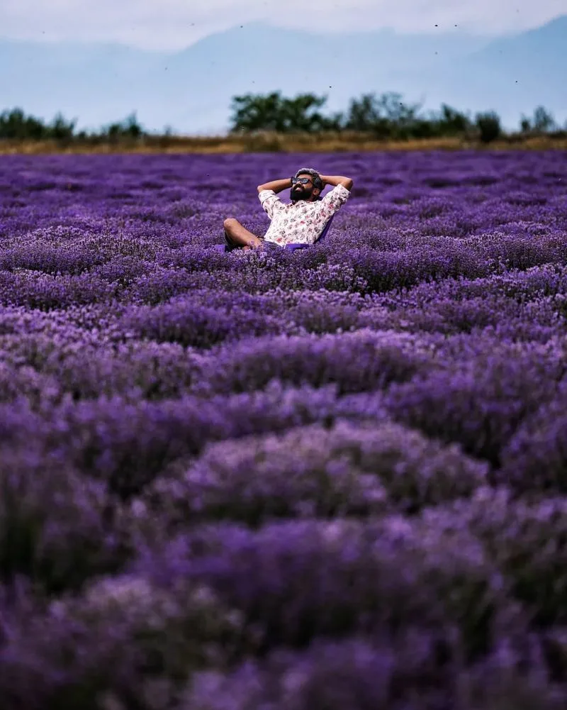 Lavender