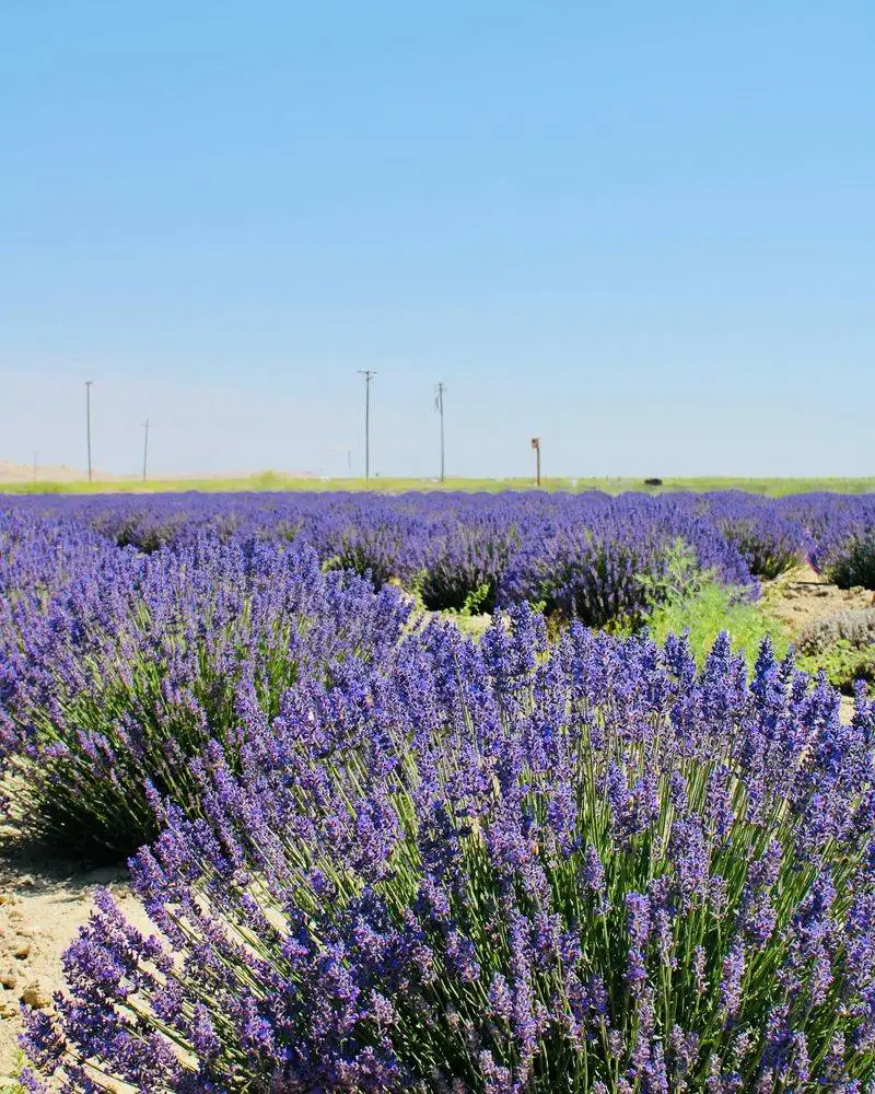 Lavender