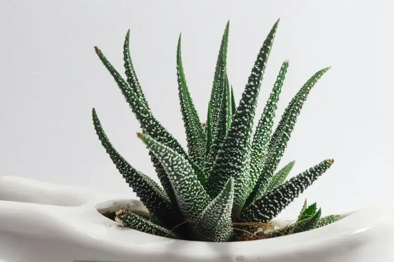 Aloe Vera