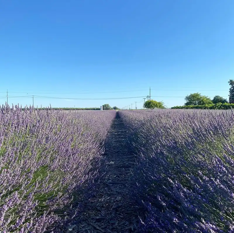 Lavender