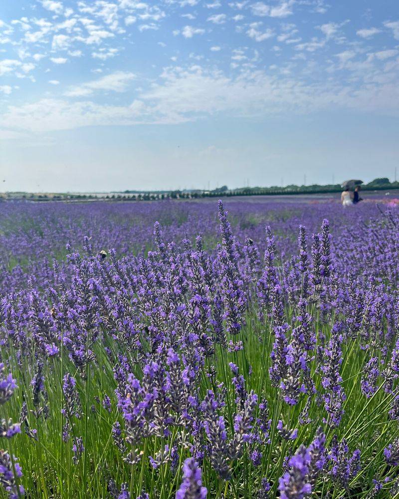Lavender