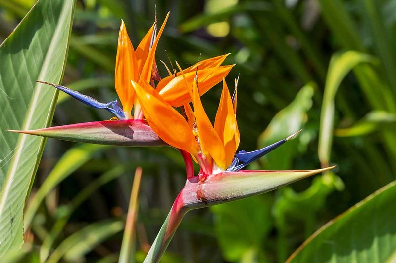 Bird of Paradise