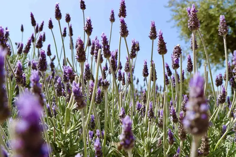Lavender's Soothing Scent