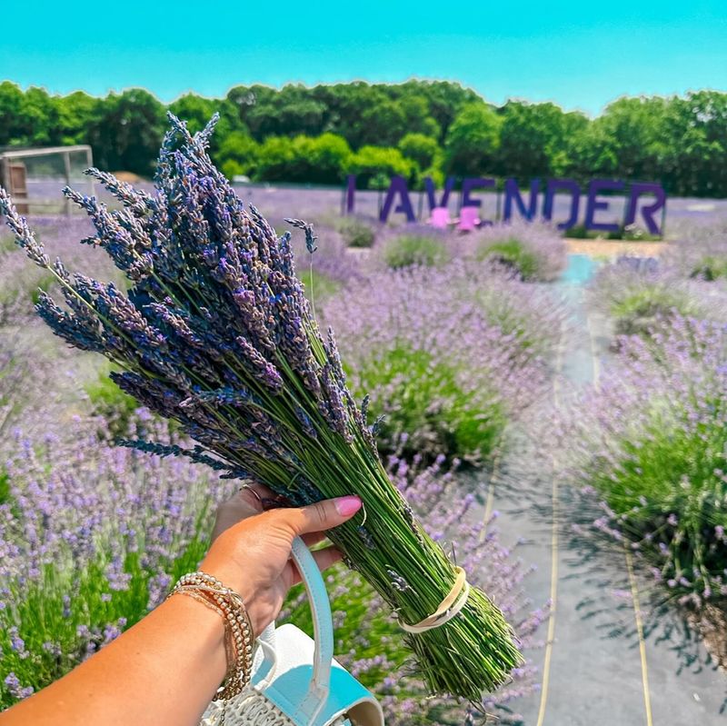 Lavender's Role in Sleep Improvement