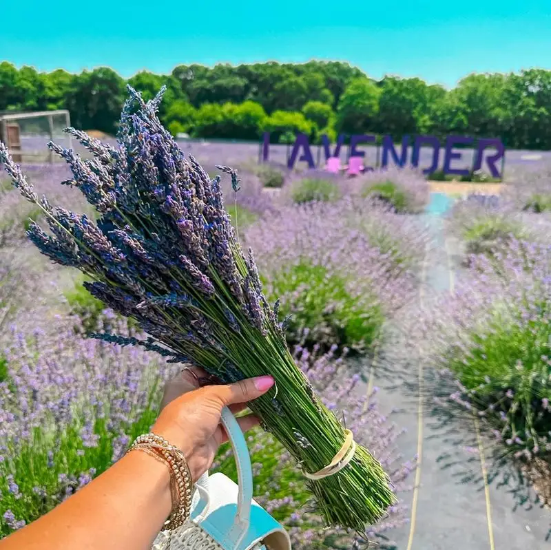 Lavender's Role in Sleep Improvement