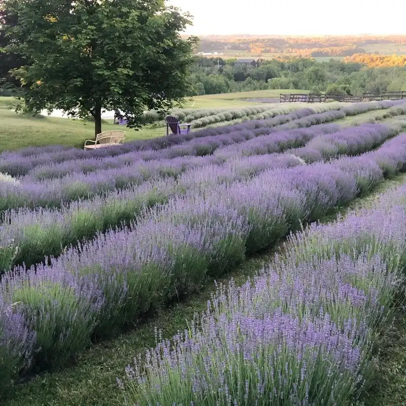 Lavender's Environmental Benefits