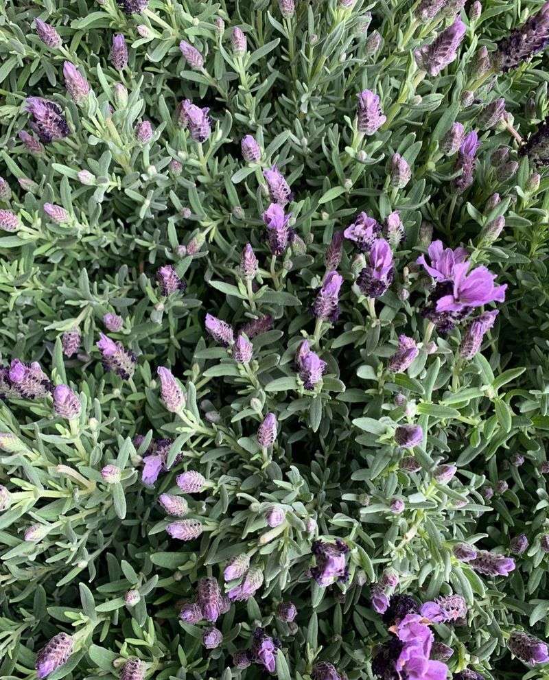 Lavender's Adaptability in Different Climates