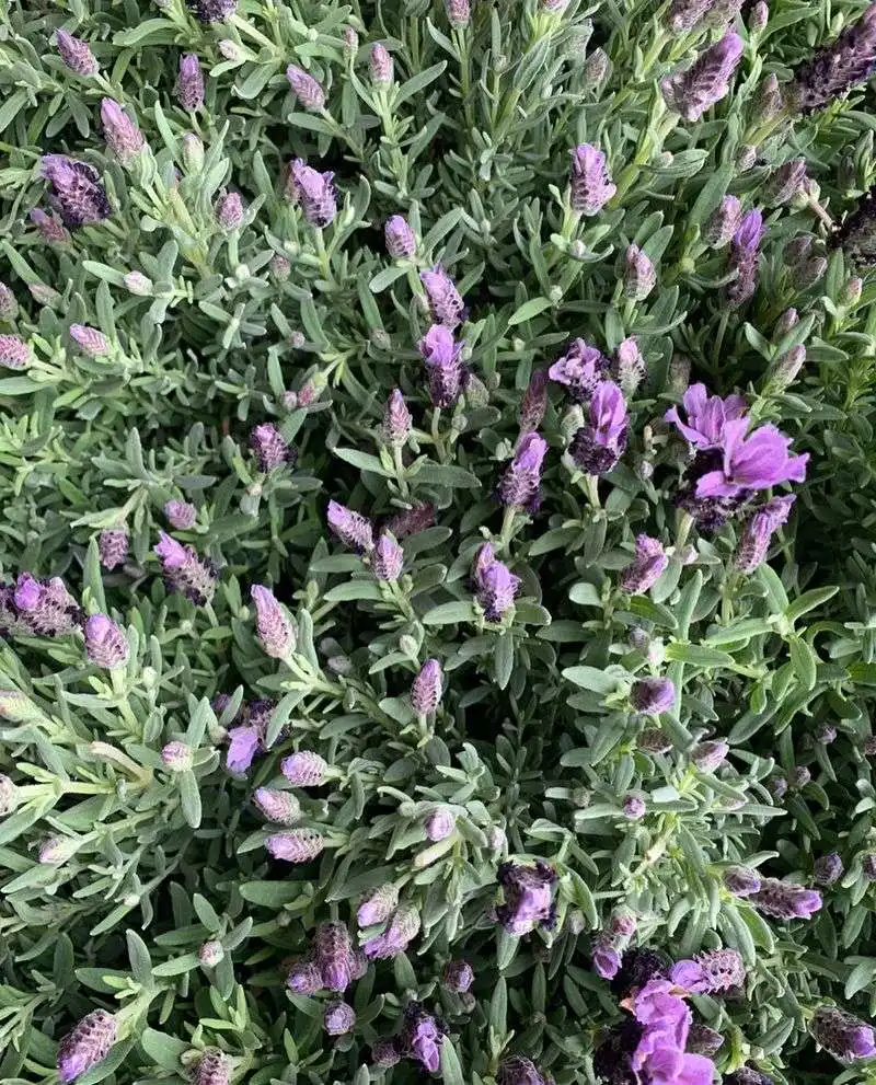 Lavender's Adaptability in Different Climates