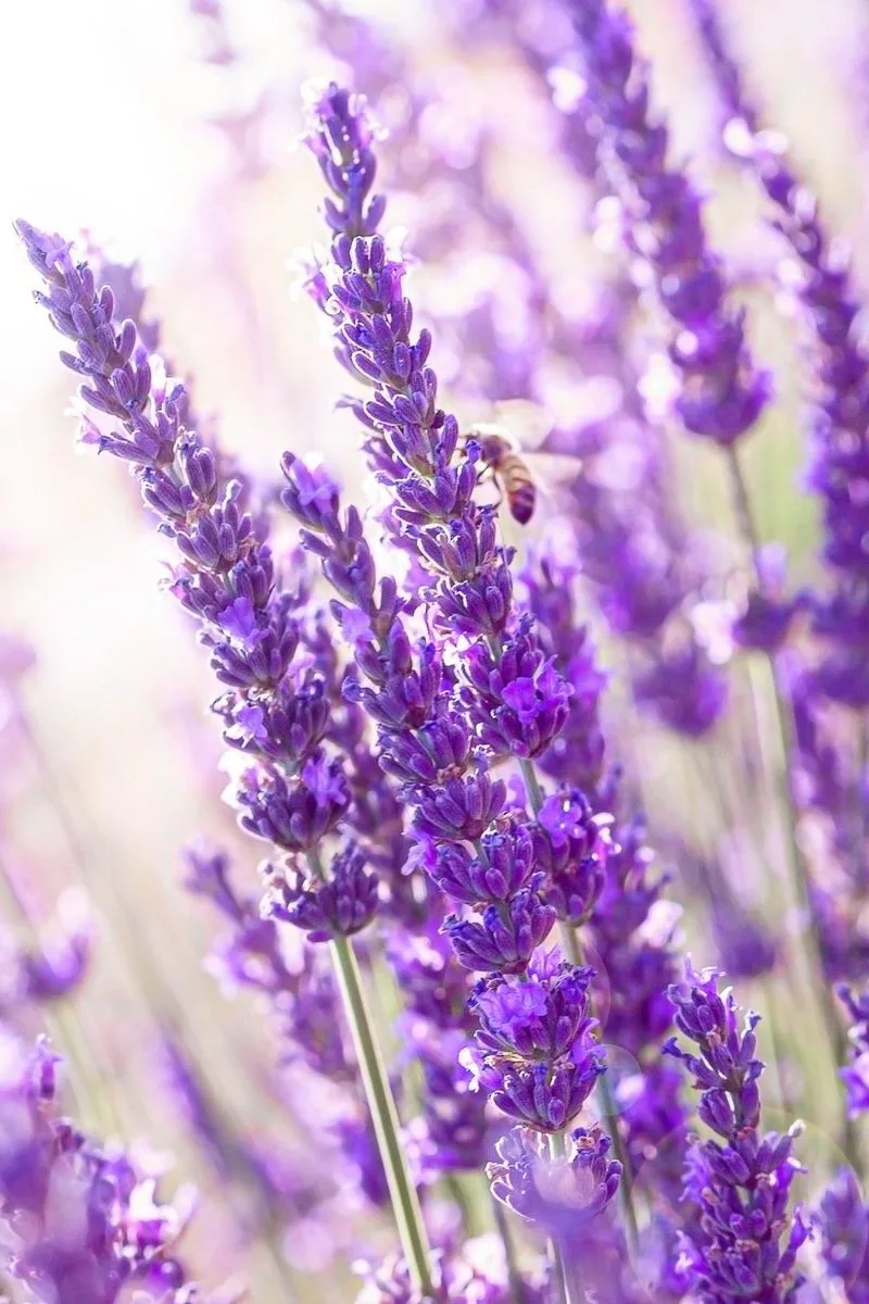Lavender (Avoid Pruning)