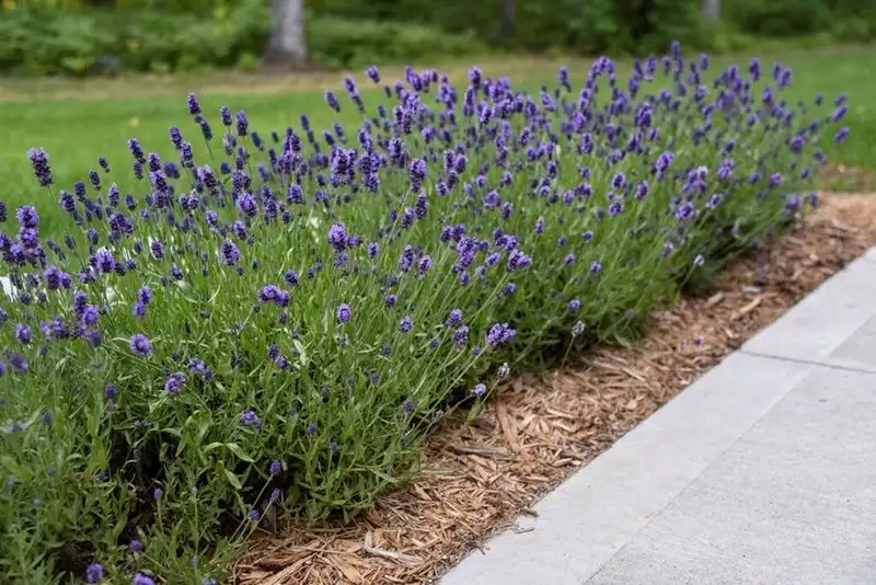 Lavender Borders